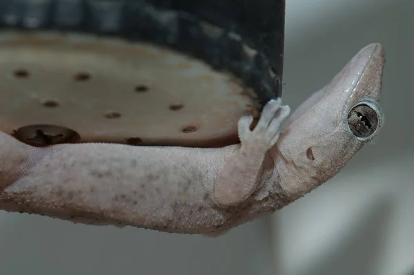 Boettgers wall gecko Tarentola boettgeri in a shower head. — Stock Photo, Image