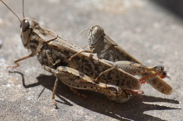 Kanarya çekirgeleri Calliptamus plebeius çiftleşiyor, kuzen de Pajonales. — Stok fotoğraf