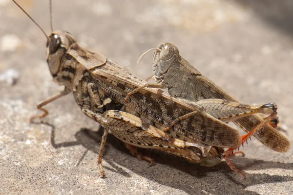 Kanariska gräshoppor Calliptamus plebeius copulating, Cuz de Pajonales. — Stockfoto