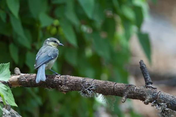 Молодая африканская голубая синица Cyanistes teneriffae hedwigii . — стоковое фото