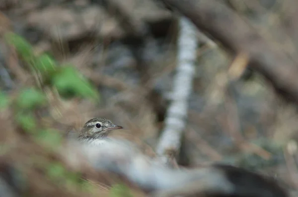 Berthelots pipit Anthus berthelotii mostrando solo su cabeza. —  Fotos de Stock