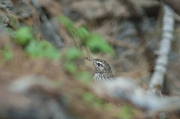 Berthelots pipit Anthus berthelotii pokazuje tylko głowę. — Zdjęcie stockowe