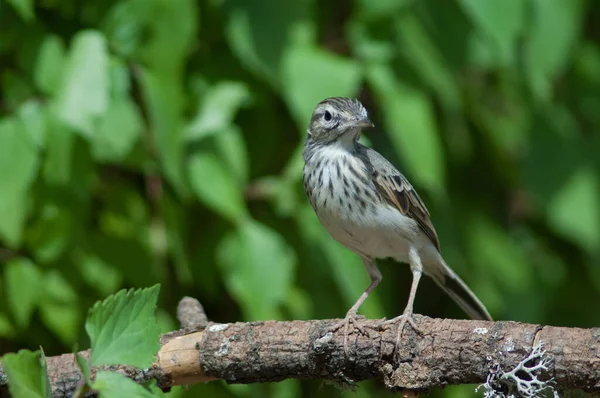 나무꾼들이 나뭇가지에 앉아 있는 Anthus berthelotii. — 스톡 사진