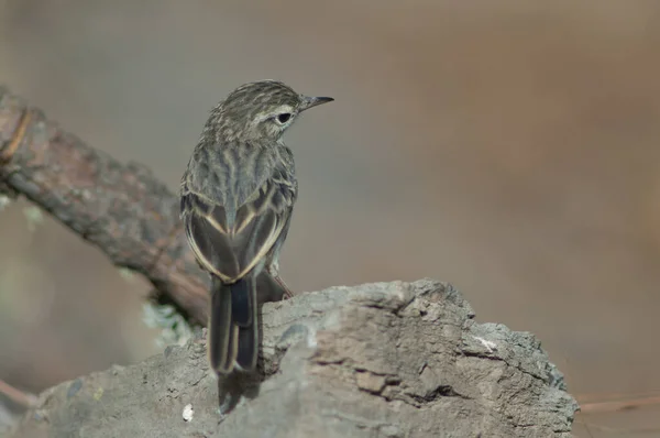 Berthelots pipit Anthus berthelotii, Las Brujas гора. — стокове фото