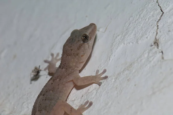 Boettgers wall gecko Tarentola boettgeri on a wall. — 图库照片
