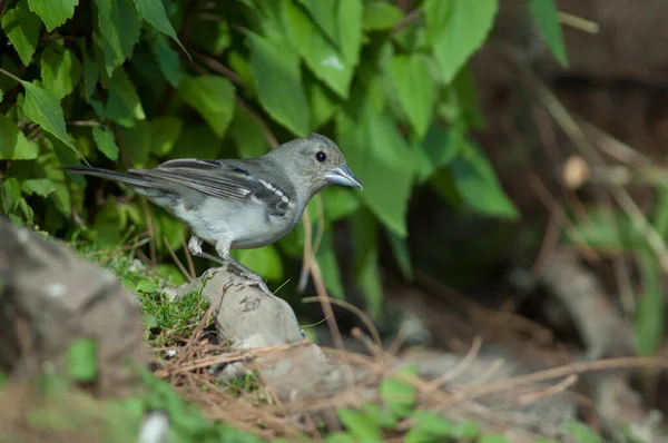 Gran Canaria kék chaffinch Fringilla polatzeki, másodéves férfi. — Stock Fotó