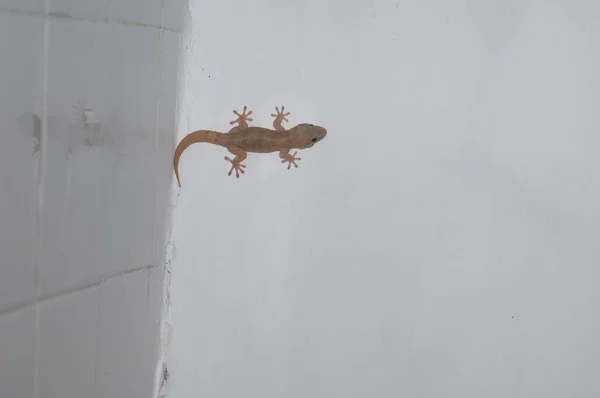 Boettgers muro gecko Tarentola boettgeri en el techo de una habitación.. —  Fotos de Stock