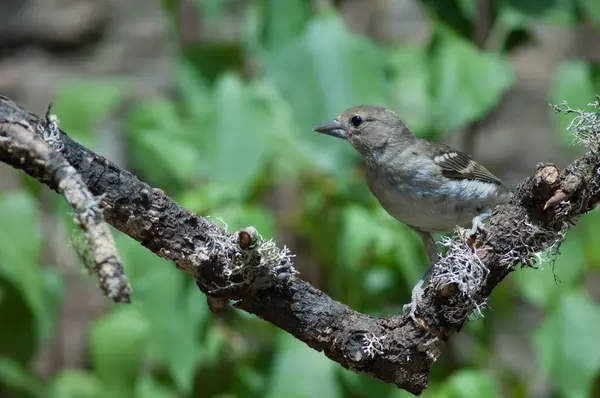 Juvenile Gran Canaria blå chaffink Fringilla polatzeki. — Stockfoto