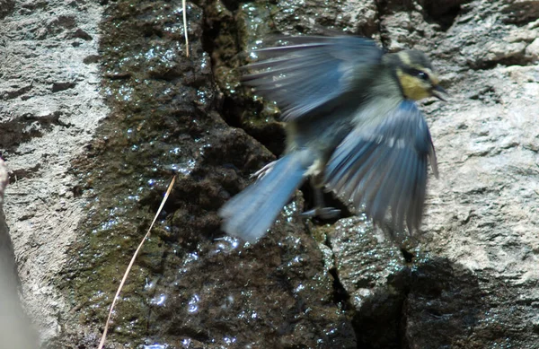 African blue tit Cyanistes teneriffae hedwigii taking flight. — Zdjęcie stockowe