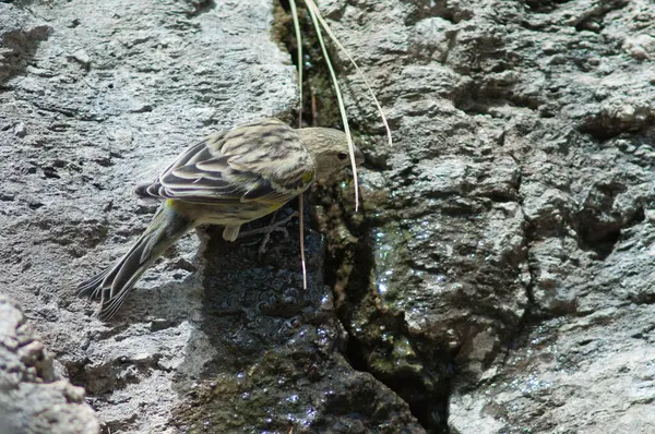 Canarul Atlantic Serinus canaria apă potabilă, Muntele Las Brujas . — Fotografie, imagine de stoc