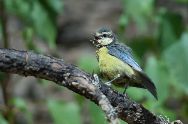 African blue tit Cyanistes teneriffae hedwigii calling. — Zdjęcie stockowe