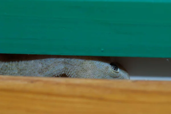 Boettgers muro geco Tarentola boettgeri nascosto, Cruz de Pajonales. — Foto Stock