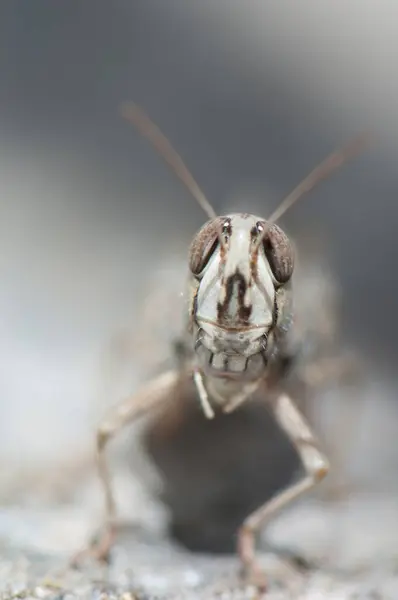 カナリアのバッタの正面図｜Calliptamus plebeius. — ストック写真