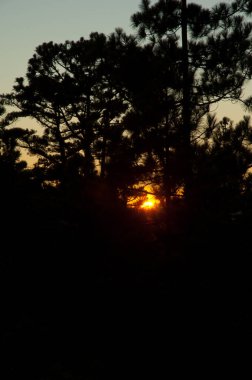 Kanarya adası çamı kanaryasından günbatımı.