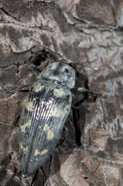 Escarabajo joya Buprestis bertheloti, Reserva Natural Integral de Inagua . —  Fotos de Stock