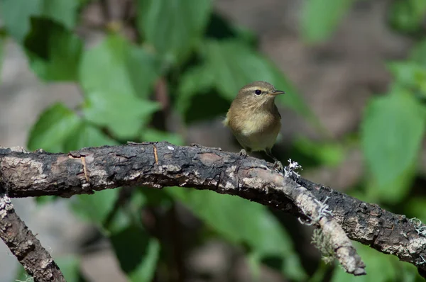 Личинка філоскопія Phylloscopus canariensis на філіалі.. — стокове фото