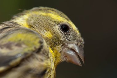 Erkek Avrupalı Serin, Inagua, Nublo Kırsal Parkı.