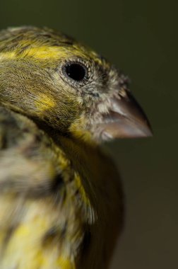 Erkek Avrupalı Serin, Inagua, Nublo Kırsal Parkı.