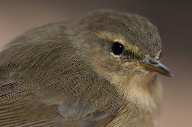 Kanarya Adaları Chiffchaff Phylloscopus kanariensis, Integral Doğal Entegrasyon Rezervi.