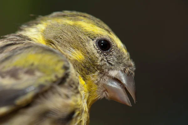 Mannelijke Europese serin, Inagua, Het Nublo Plattelandspark. — Stockfoto