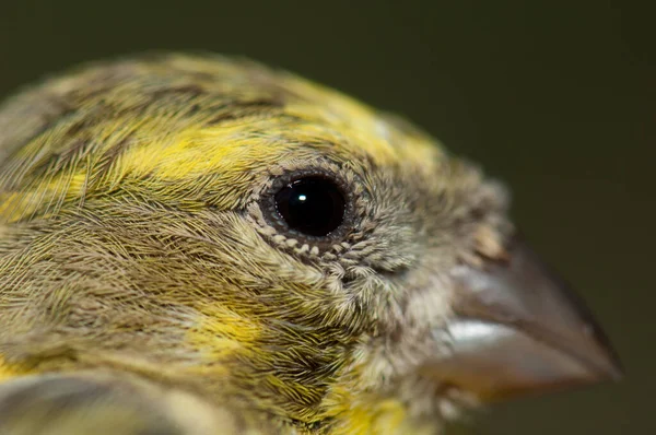 Männliches Europäisches Serin, Inagua, Der ländliche Park von Nublo. — Stockfoto