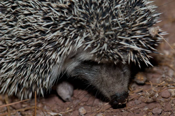 Nordafrikanischer Igel Atelerix algirus, Naturreservat von Inagua. — Stockfoto