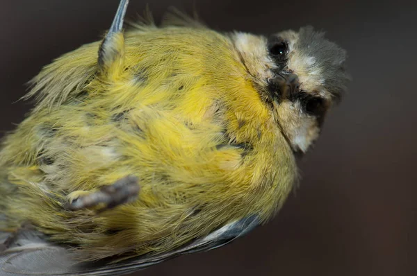 Juvenile African blue tit hanging by one leg. — Zdjęcie stockowe