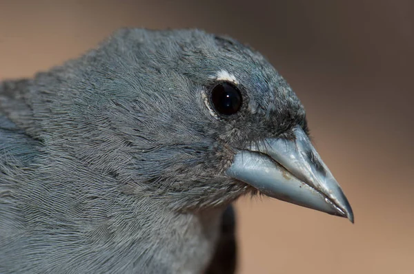 Férfi Gran Canaria kék chaffinch Fringilla polatzeki. — Stock Fotó