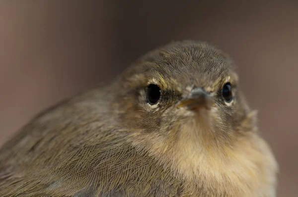 Wyspy Kanaryjskie Chiffchaff Phylloscopus canariensis, Integral Rezerwat Naturalny Inagua. — Zdjęcie stockowe