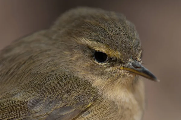 Wyspy Kanaryjskie Chiffchaff Phylloscopus canariensis, Integral Rezerwat Naturalny Inagua. — Zdjęcie stockowe