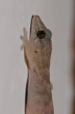 Boettgers duvarı gecko Tarentola boettgeri, Cruz de Pajonales.