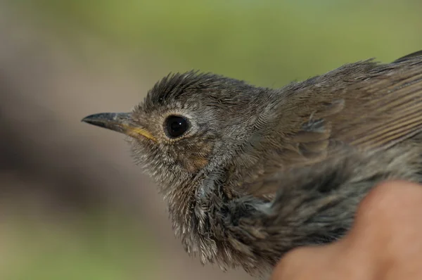 欧洲少年知更鸟Erithacus rubecula因绑票被捕. — 图库照片