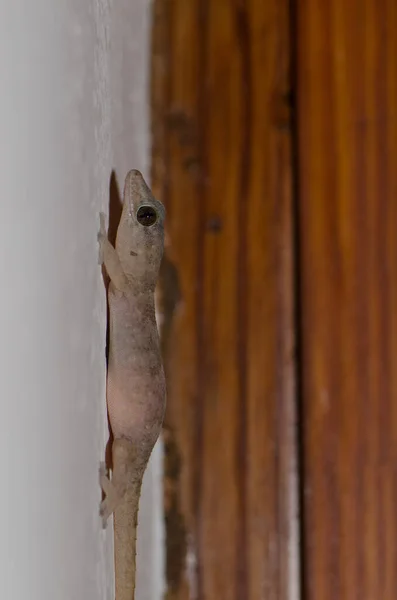 Boettgers wall gecko Tarentola boettgeri, Cruz de Pajonales.. —  Fotos de Stock