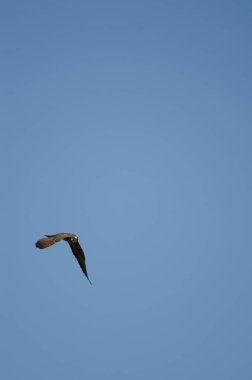 Eleonoras Falco eleonorae uçuyor, The Nublo Kırsal Parkı.