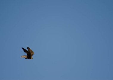 Eleonora Şahinleri Uçuyor, Nublo Kırsal Parkı.