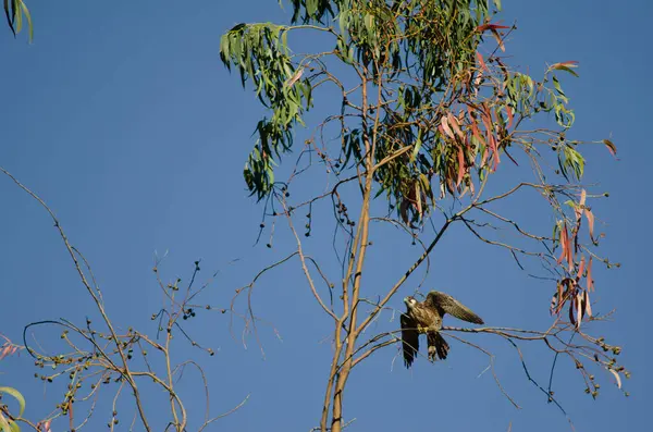 Eleonoras halcón Falco eleonorae sobre una rama de eucalipto . —  Fotos de Stock