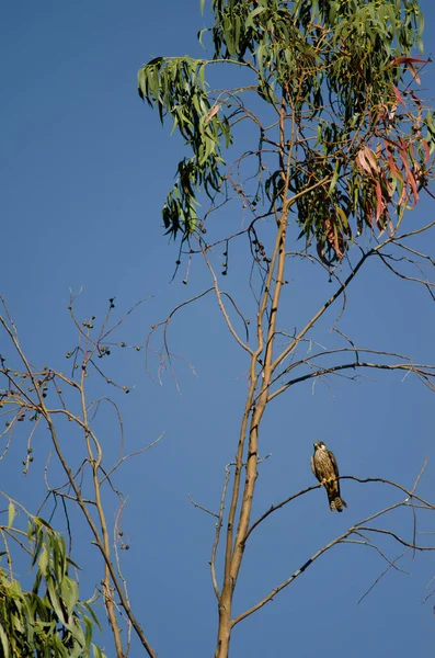 Eleonoras falcon Falco eleonorae σε κλάδο ευκαλύπτου. — Φωτογραφία Αρχείου
