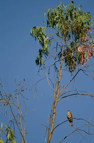 Eleonoras falcon Falco eleonorae auf einem Eukalyptuszweig. — Stockfoto