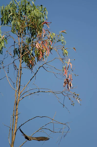 Falcão Eleonoras a voar de um ramo de eucalipto . — Fotografia de Stock