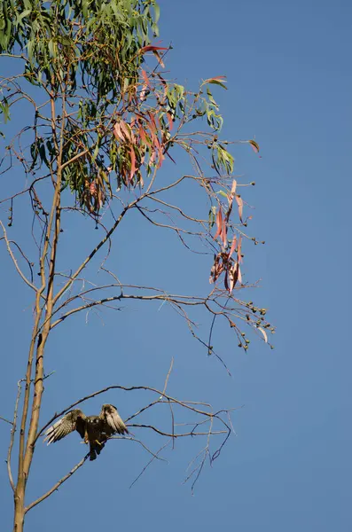 Eleonoras Falke auf der Flucht vor einem Eukalyptuszweig. Der ländliche Park von Nublo. — Stockfoto