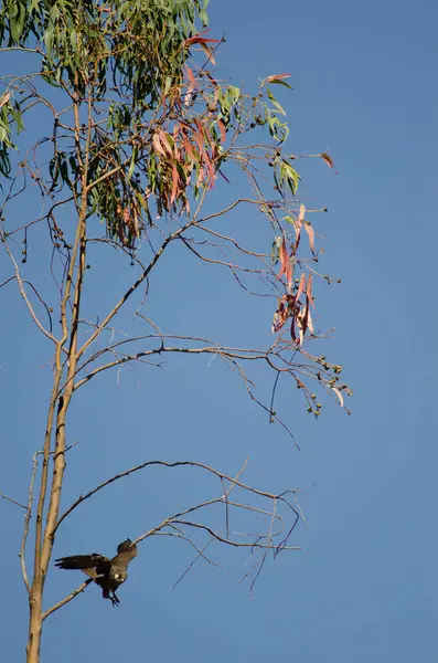 Falcão Eleonoras a voar de um ramo de eucalipto. O Parque Rural Nublo . — Fotografia de Stock