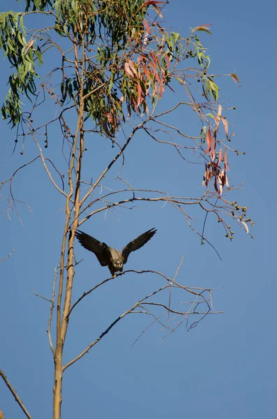 Faucon Eleonoras Falco eleonorae sur une branche d'eucalyptus . — Photo