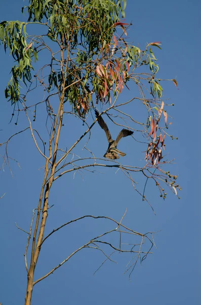 Eleonoras valk landen op een eucalyptus tak. — Stockfoto
