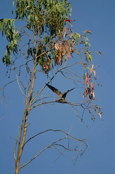 Eleonoras halcón aterrizando en una rama de eucalipto . —  Fotos de Stock