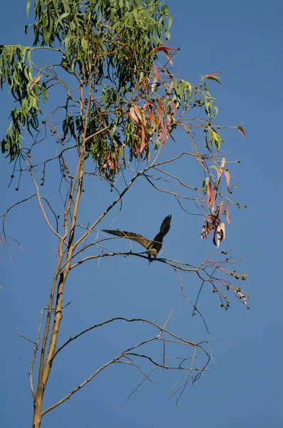 象猎鹰降落在桉树枝上. — 图库照片
