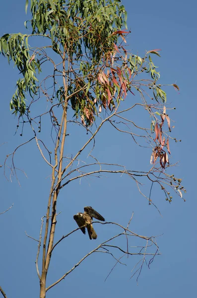 Eleonoras Falke landet auf einem Eukalyptuszweig. — Stockfoto