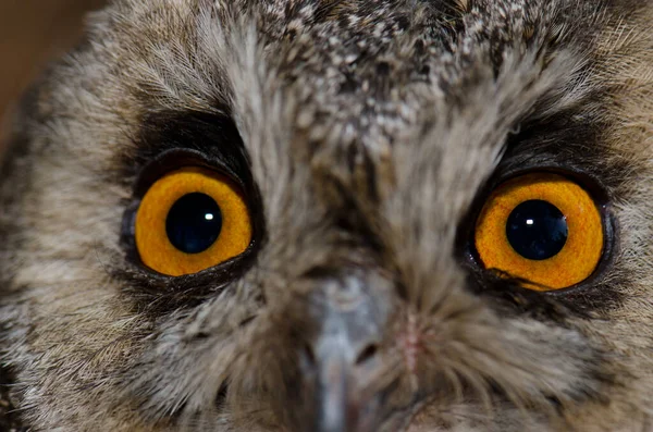 Face of a long-eared owl Asio otus canariensis. — Stock Photo, Image