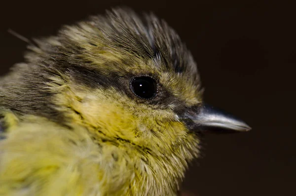 Молодая африканская голубая синица Cyanistes teneriffae hedwigii . — стоковое фото