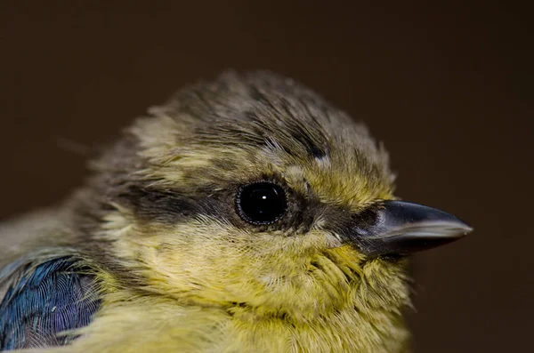 Juvenile African blue tit Cyanistes teneriffae hedwigii. — Stockfoto