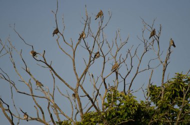 Avrupa kaplumbağa güvercinleri tatlı bir kestanenin üzerine tünemiş.